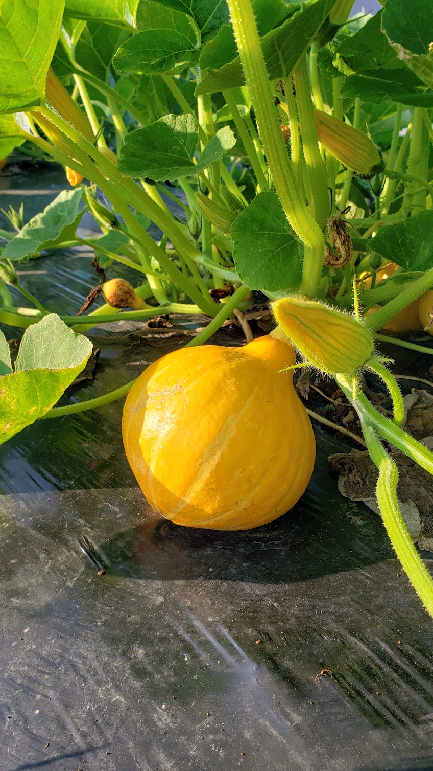 畑に彩りを添える鮮やかな黄色のコリンキー・カボチャ