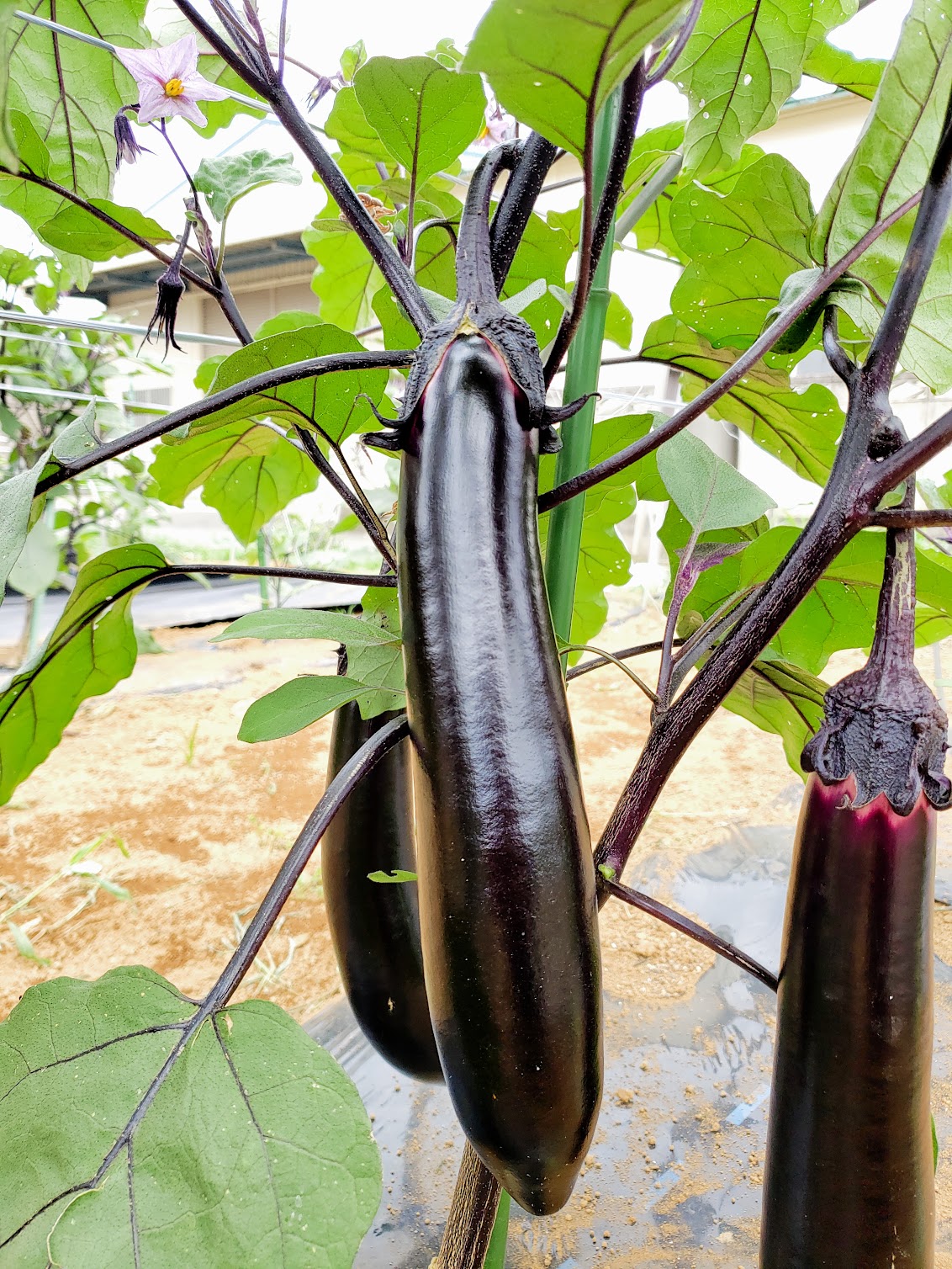 有機栽培で育ったツヤツヤの長ナス