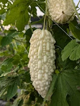 スーパーでは珍しい白ゴーヤの栽培風景