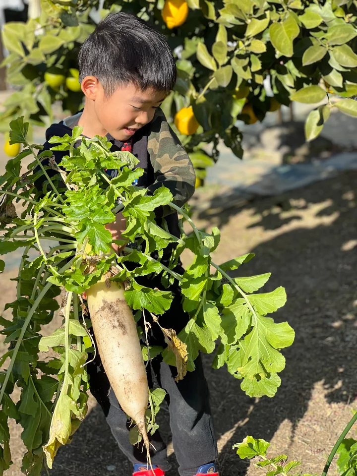 畑で旬の野菜を収穫する様子