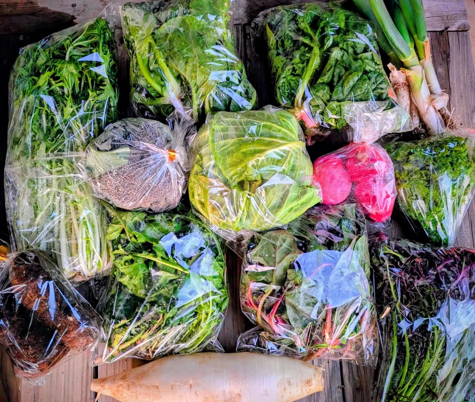 冬に収穫できる野菜